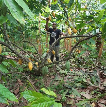 Colombian farmer harvesting cocoa beans from a tree in a lush green forest