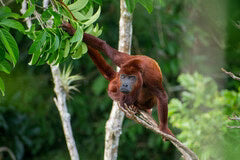 Red howler monkey on a branch with green leaves and blurred background